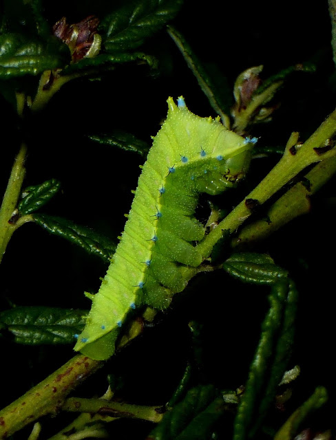Rhodinia fugax caterpillar Rhodinia fugax caterpillar