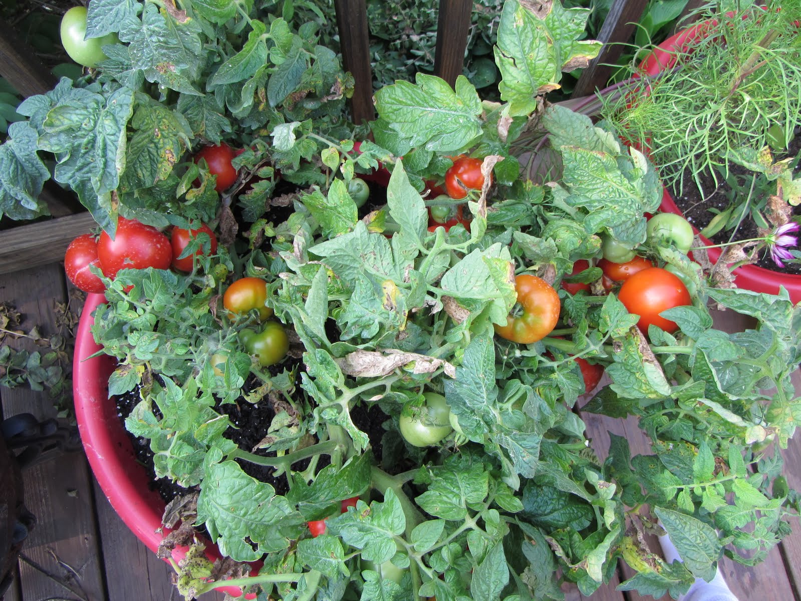 The Rusted Vegetable Garden