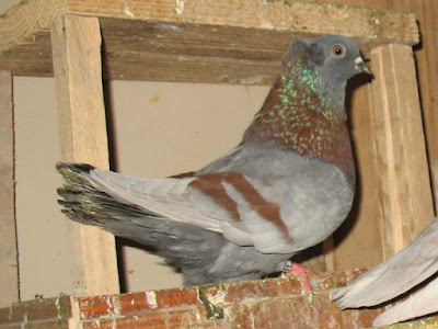 Bihac Roller roller pigeons - pigeons-fall - crested pigeons