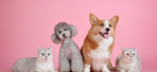 3 artefactos que ayudarán a eliminar los pelos no deseados de tu mascota -  PL Prensa