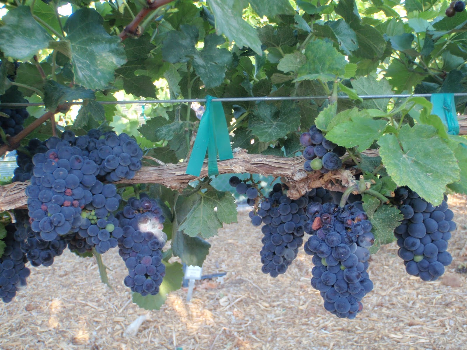 Xtremehorticulture of the Desert Grapes to Grow in the Desert