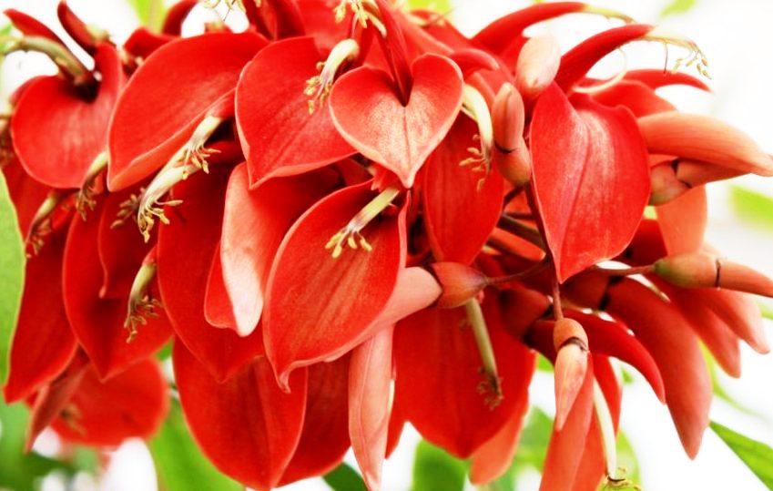 National Flower of Argentina