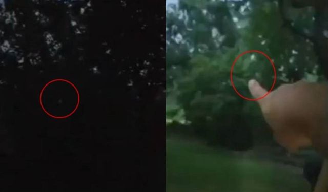 Strange Light Entity in the Woods  Light%2Bentity%2Bwoods%2Bmystery