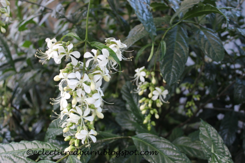 Eclectic Red Barn: White Cluster Flowers