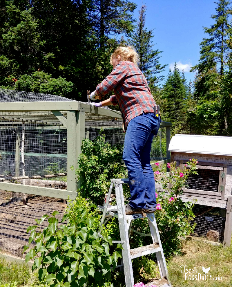 How to Build a PredatorProof Chicken Run Fresh Eggs Daily® with Lisa