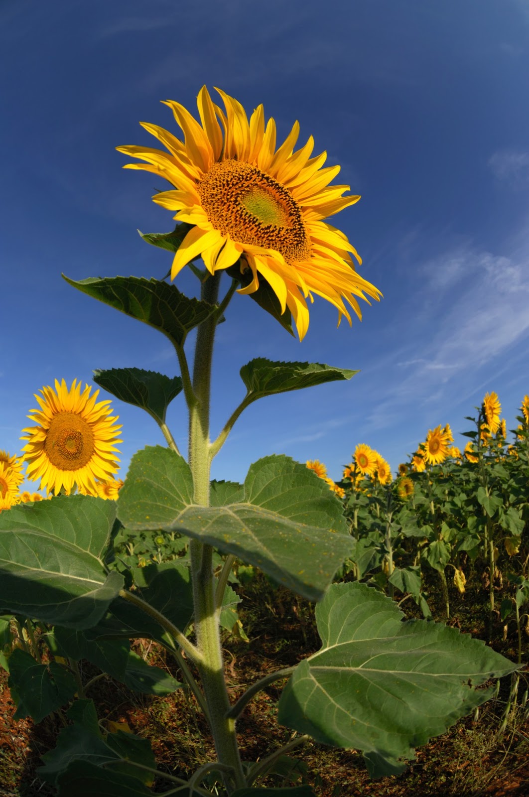 Hermoso girasol - Flores gigantes de mi jardín.