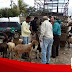 Prefeitura de Mairi entrega kits de ovinos e caprinos para agricultores do município
