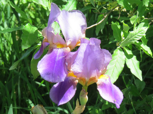 purple iris