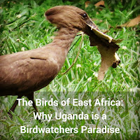 The Birds of East Africa: Why Uganda is a Birdwatchers Paradise