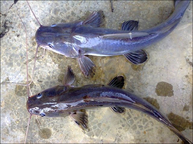  Gambar Ikan Patin Kartun  Gambar  Ikan  HD