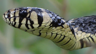 caninana cobra