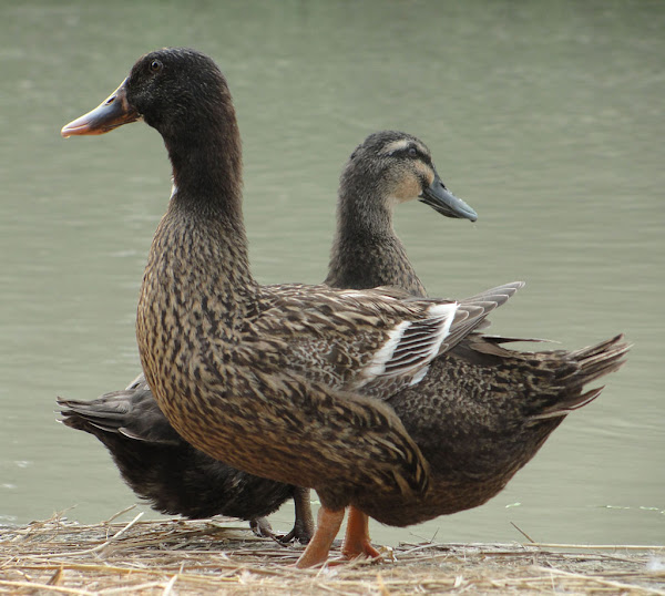 duck, duck farming, farming duck, duck raising, rearing duck, duck photo, duck picture