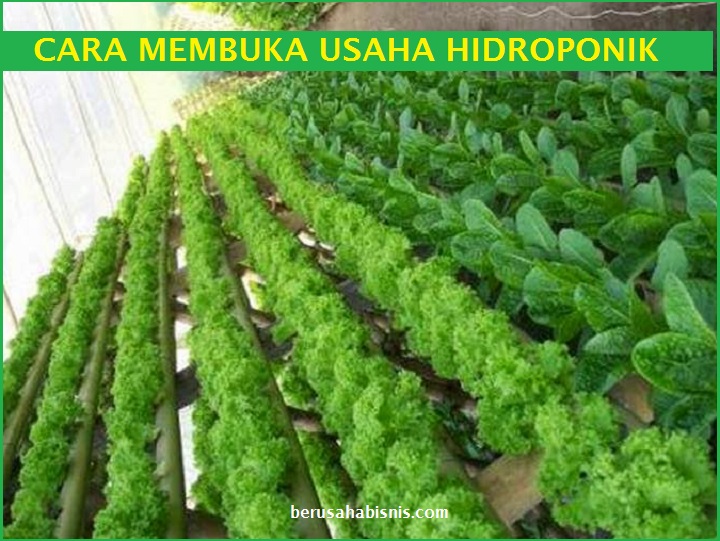 Tips Memulai Usaha Hidroponik Rumahan dengan Sistem Sederhana Tips Memulai Usaha Hidroponik Rumahan dengan Sistem Sederhana