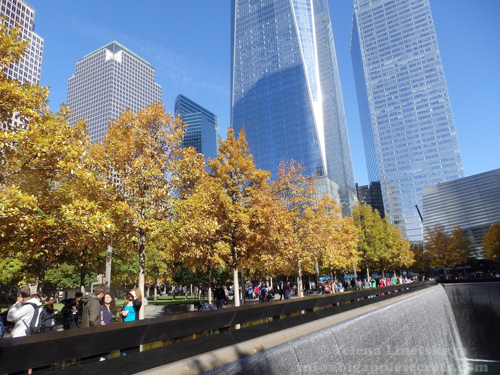 The Tree That Survived 9/11