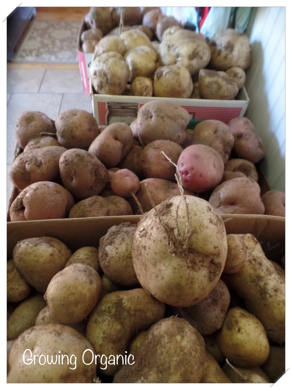 Growing Organic How To Store Potatoes