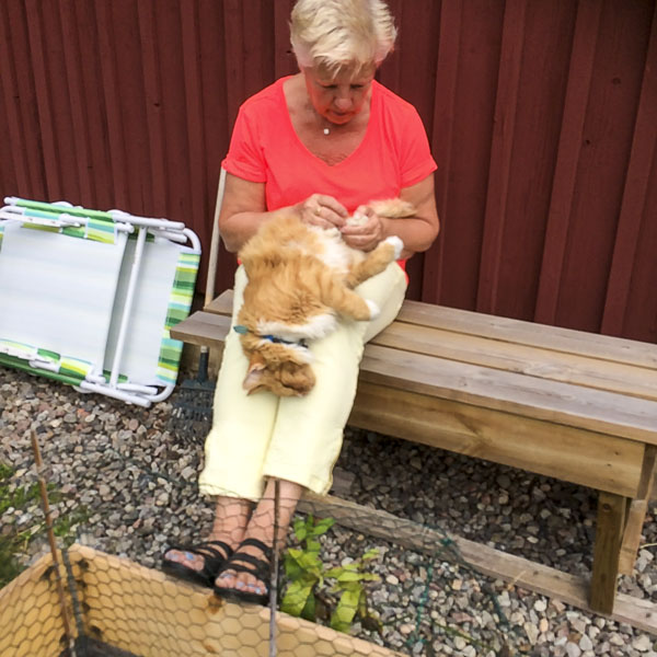 gustav, katt, cat gustav, katt, cat