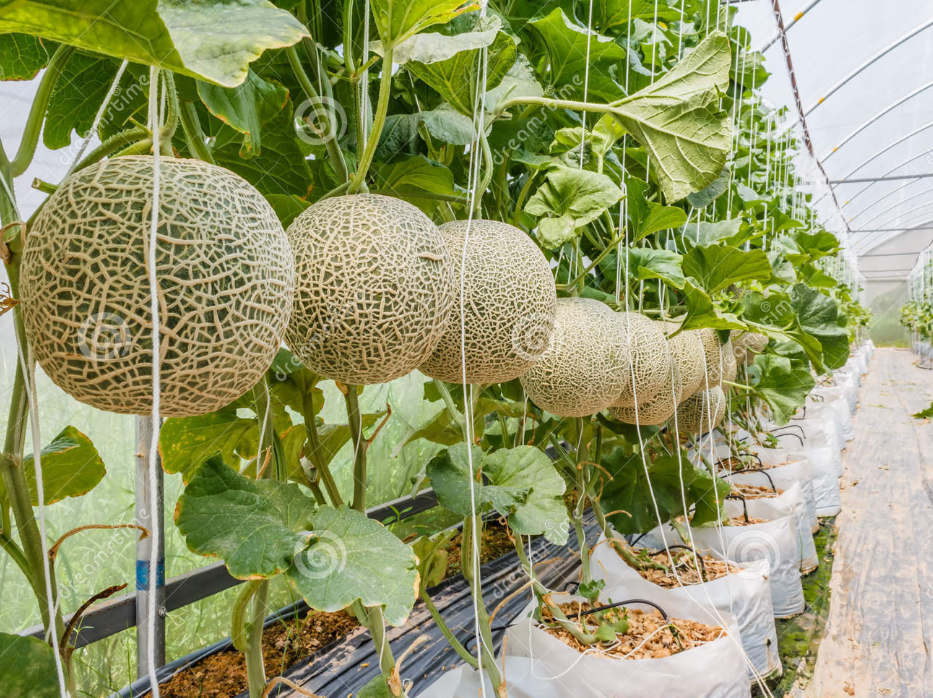 Tips and Advice on How to Grow Cantaloupes 101 Gardening