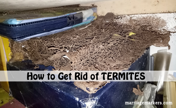 how to get rid of termites - pest control -  home - home improvement - Bacolod blogger - termite infestation - home repairs - wedding gifts - insecticide
