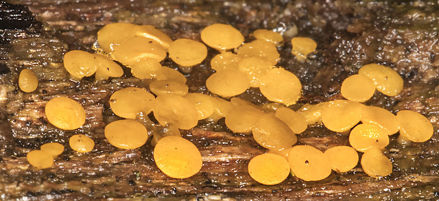 Bisporella citrina, Lemon Disco. High Elms Country Park, 2 January 2017. Bisporella citrina, Lemon Disco. High Elms Country Park, 2 January 2017.