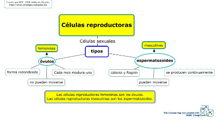 Células reproductoras femenina y masculinas