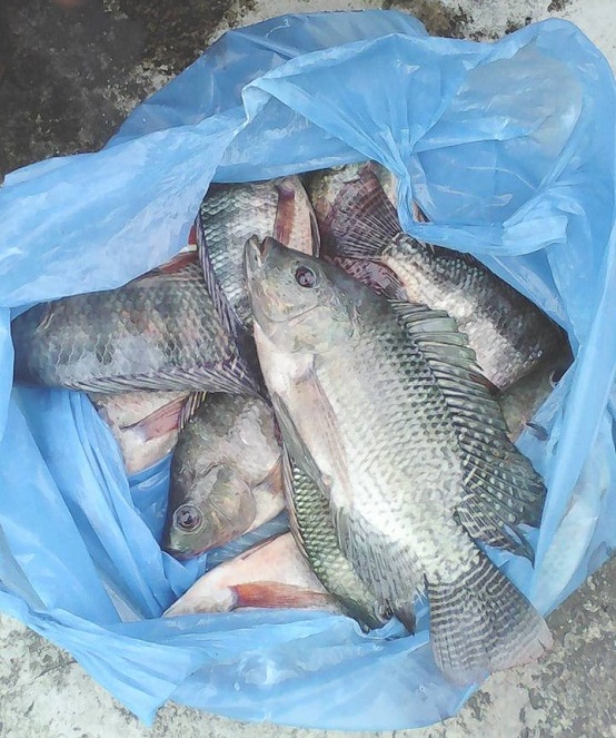 Jenis Umpan Mancing Ikan Nila Liar Yang Jitu