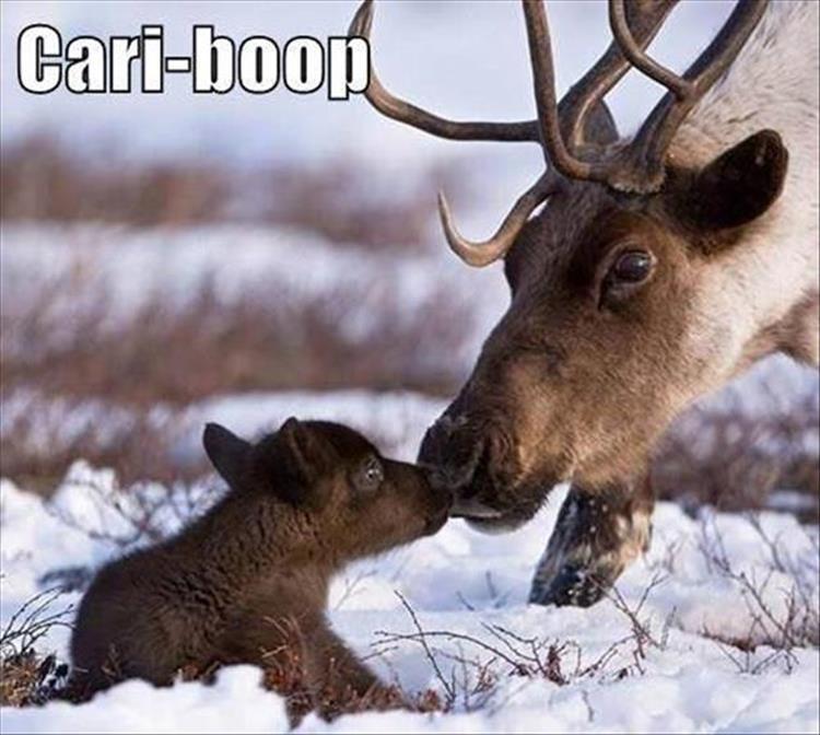 30 Funny animal captions - part 50, animal picture, funny caption animal pictures