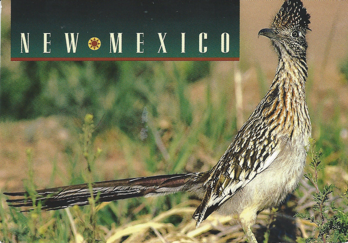 dewereldiskleinenmooi Roadrunner, kaart van Lynzee uit Albuquerque