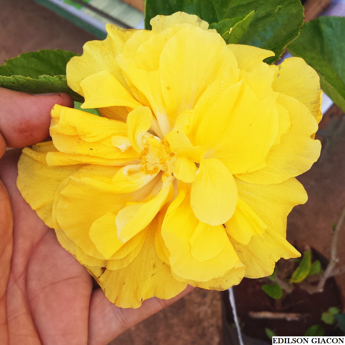 Viveiro Ciprest - Plantas Nativas e Exóticas: Hibisco Amarelo Dobrado (  Hibiscus rosa-sinensis )