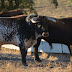 Utreros da Ganadaria Sobral em Cabeza la Vaca (Badajoz)