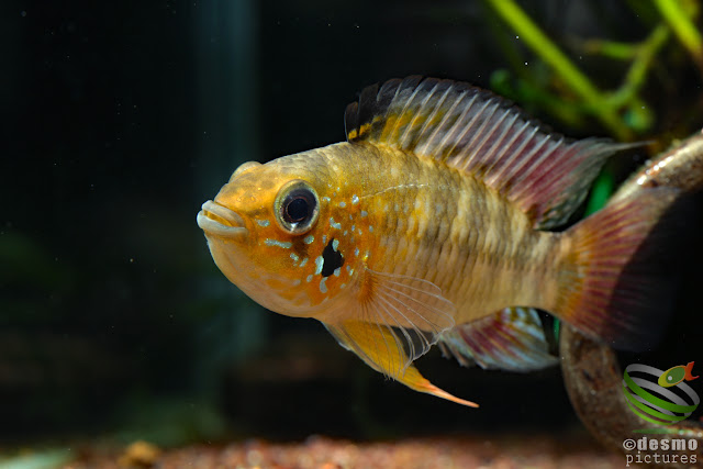 Apistogramma sp. sanjose