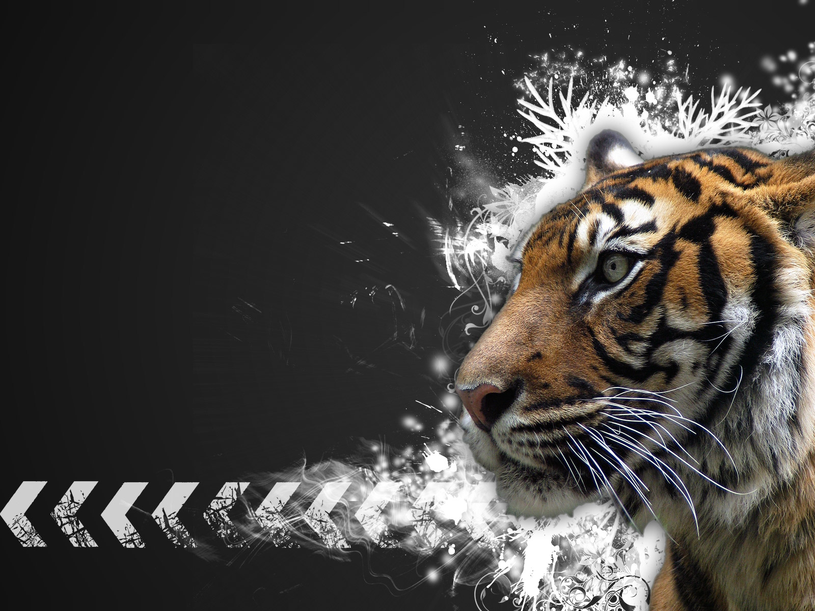100 Dangerous Tigers Wallpapers Hottest Pictures 