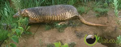 Armadillos