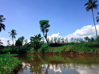 Watering Rice Field Scenery