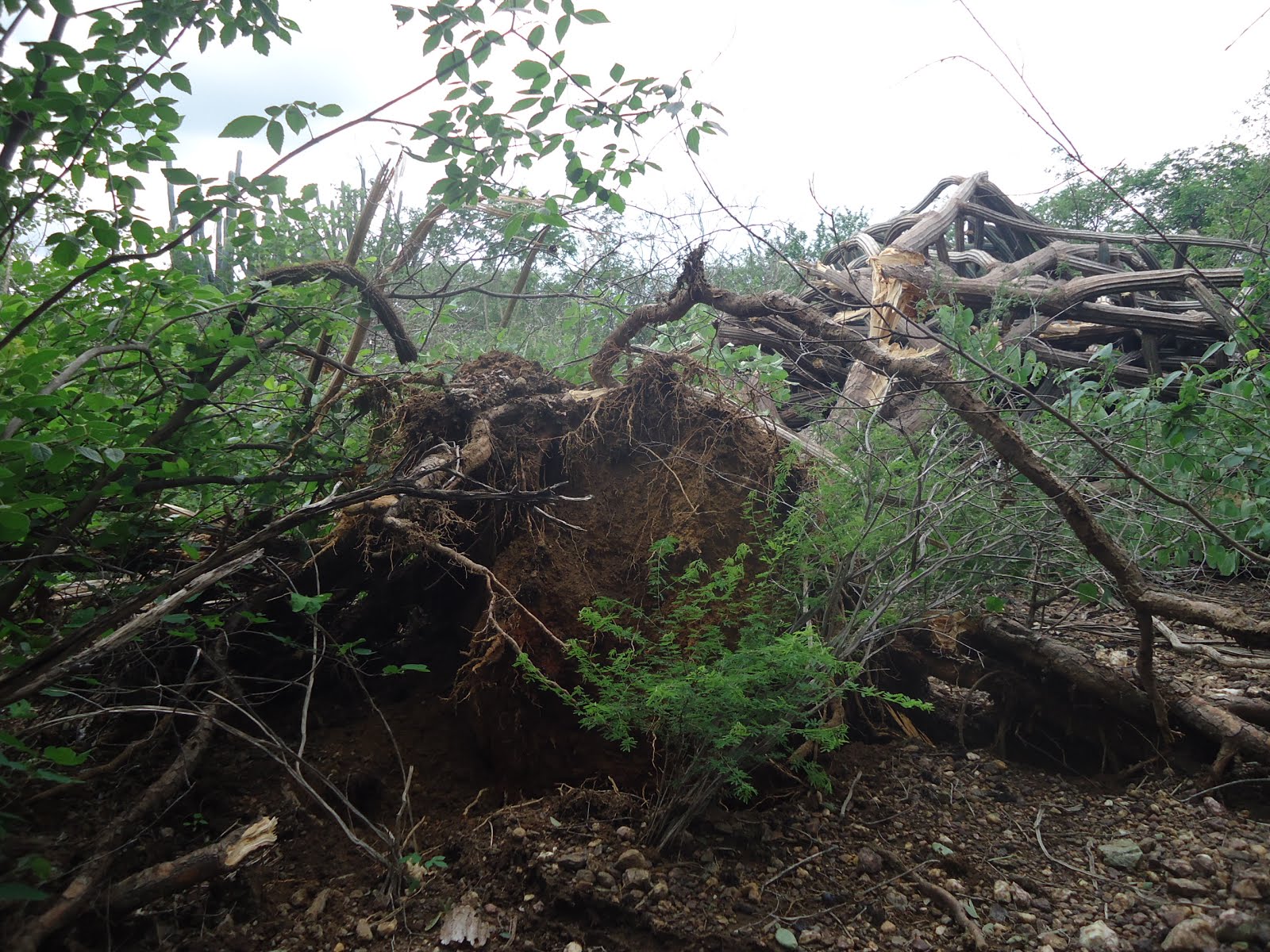 Planta de facheiro derrubada pelos ventos