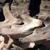 Кости на праисторическо животно откриха деца в Якутия