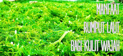 Kegunaan Rumput Laut Untuk Kecantikan Kegunaan Rumput Laut Untuk Kecantikan