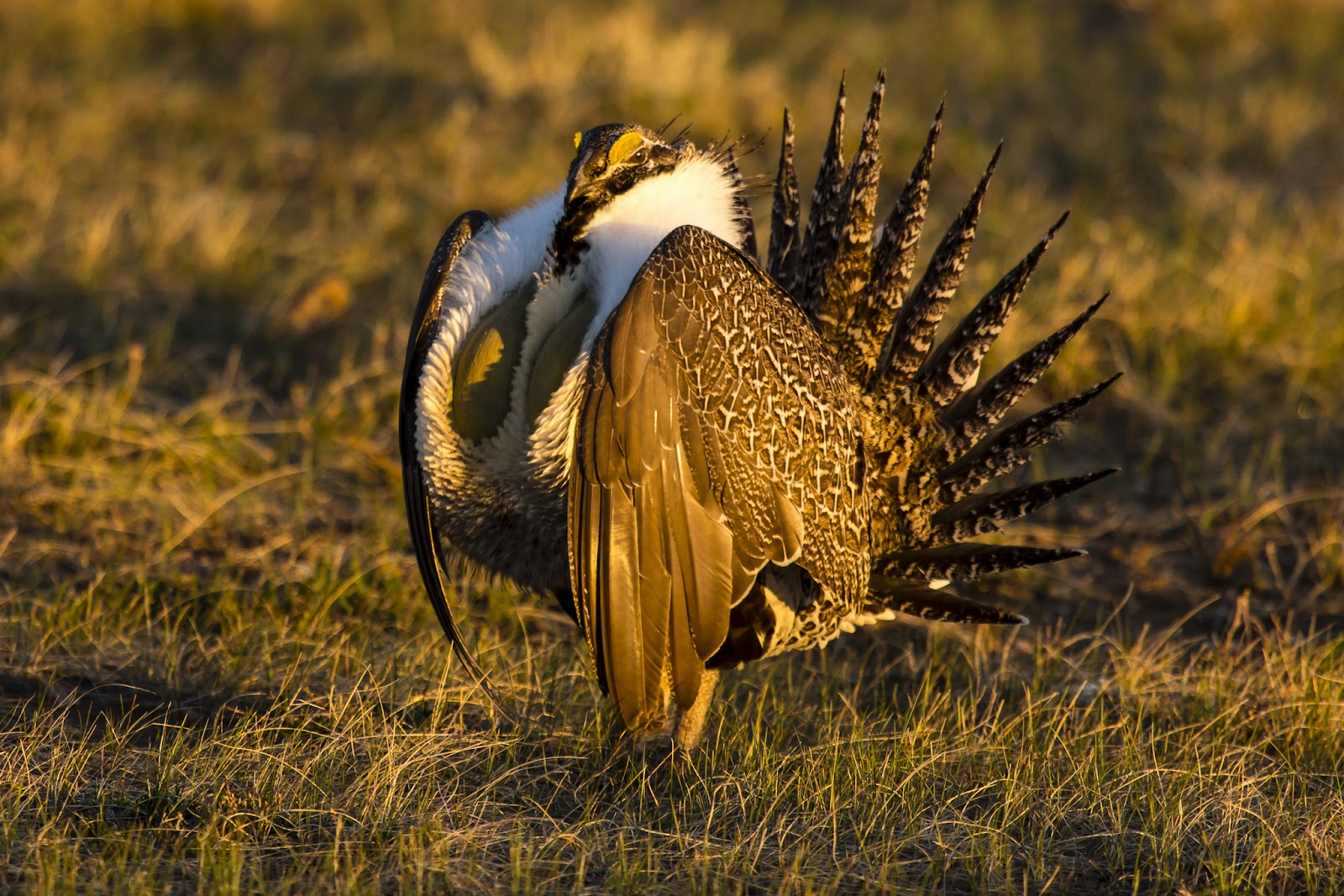 Just Our Nature Walden and Greater SageGrouse