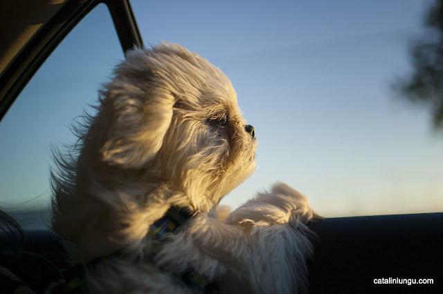 Lushy Shihtzu