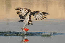 birds flying fantastic picdump daily acid photoshop resolution animals bird distance amazing cats backgrounds templates updated wallpapers unknown pm posted