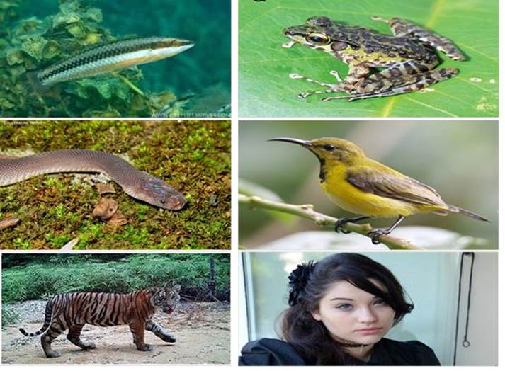 SatuanSatuan Makhluk Hidup Penyusun Ekosistem Biologi Kelas X SMAMA