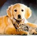 Son los gatos cada vez más popular que los perros A través de América, la propiedad del perro parece estar estabilizándose, con los gatos reemplazar los perros como la mascota número uno nacional.