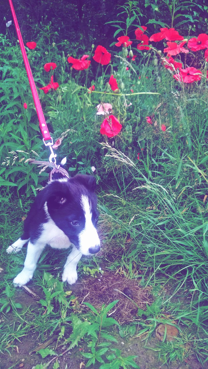 Puppies And Poppies: Such A Beautiful Combination