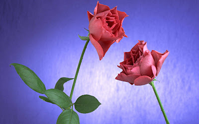 Pink roses with purple background wallpapers