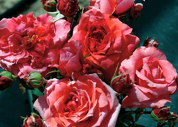 Antoine de Caunes rose сорт розы фото  