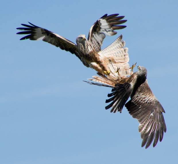 Aves Travam Combate em Pleno Ar Aves Travam Combate em Pleno Ar