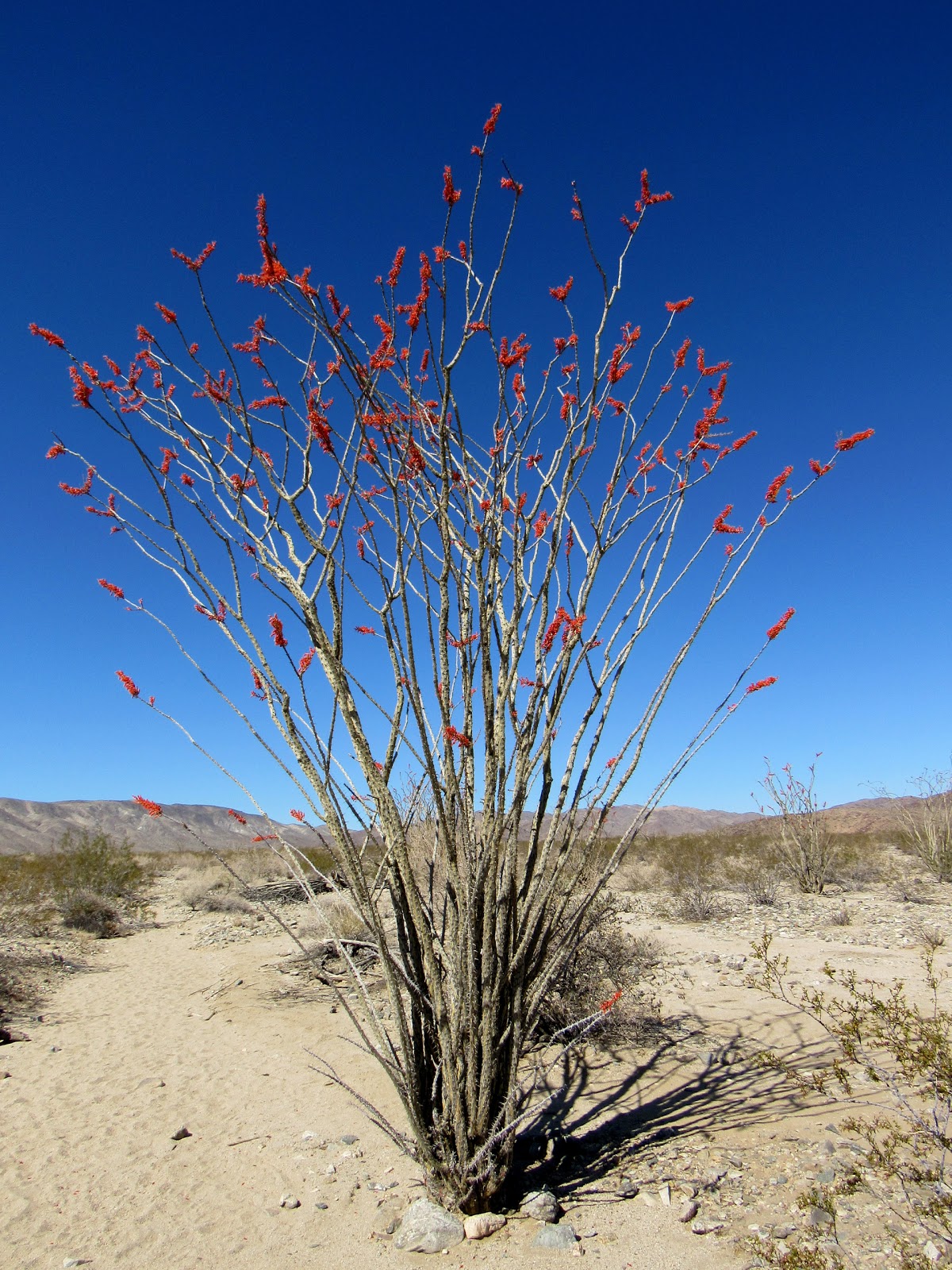 Plant Profile Ocotillo (Fouquieria splendens)