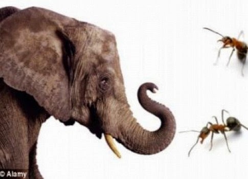 Jawaban Ilmiah Kenapa Gajah Takut Semut