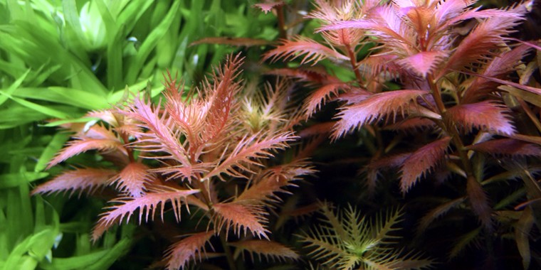 cây thủy sinh Lông Chim có màu sắc ấn tượng trong hồ thủy sinh