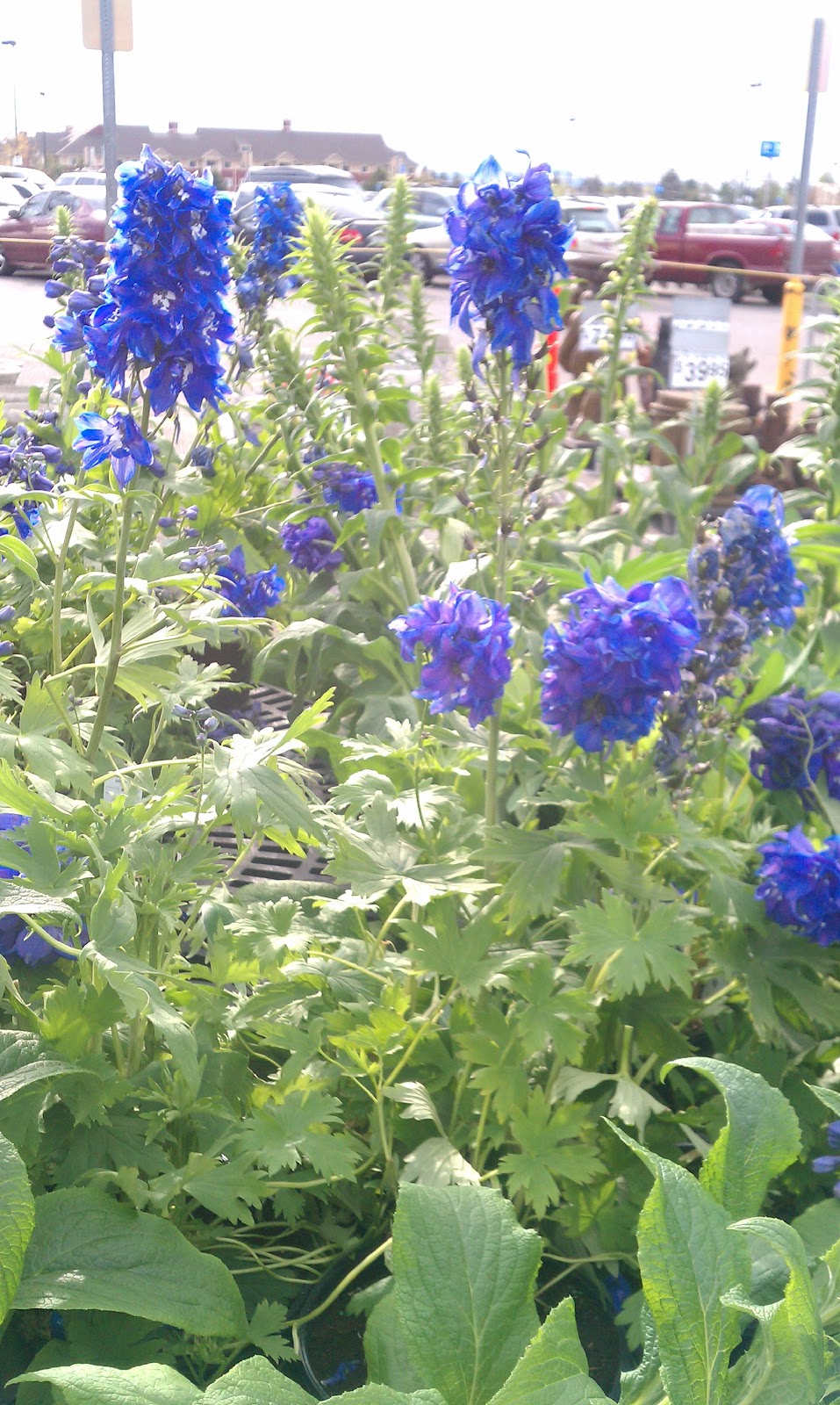 EveryDayRachel21: All the Pretty Flowers