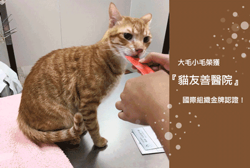 金牌認證的貓友善醫院,就在高雄大毛小毛動物醫院。